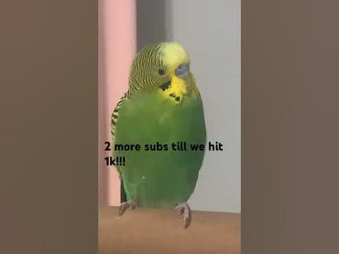 budgie parents lyrics meaning