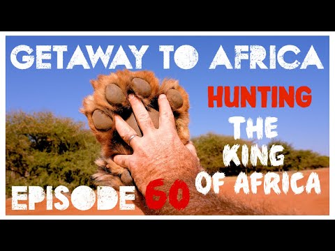 Episode 60 | Stalked or Stalking? | African Lion Hunt