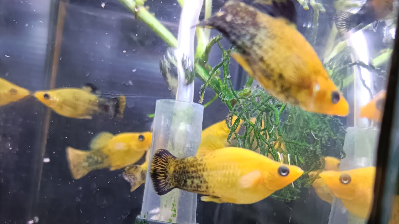 aquarium hobby ,Rest Your Mind, Relaxing Fish +insomnia -stress relief, Gold dust Molly ,