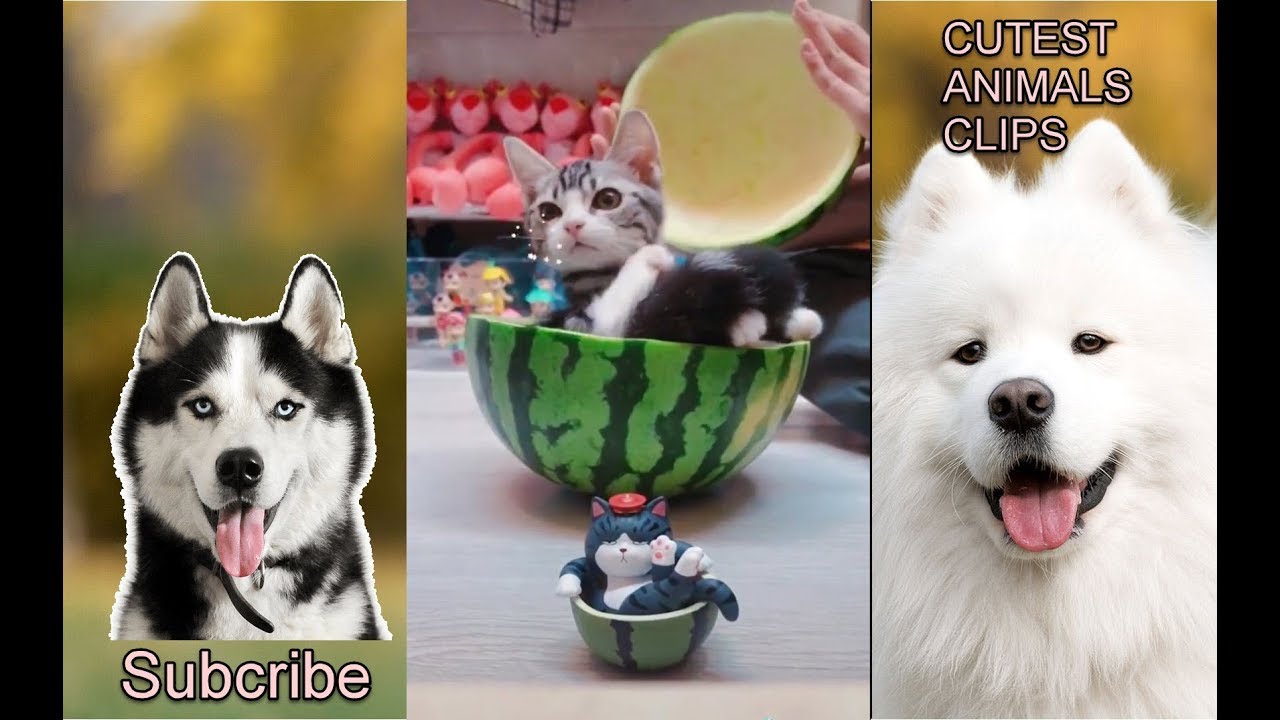 CUTEST ANIMALS IN THE WORLD 11 Cute puppies cute kitten that can