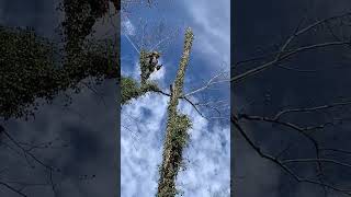 Massive Tulip Tree Removal In 60 Seconds