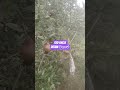 galawewa Plantation PVT LTD