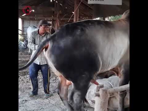 Amazing Cow Man Use Traditional Style To Produce The Baby Cow 2021