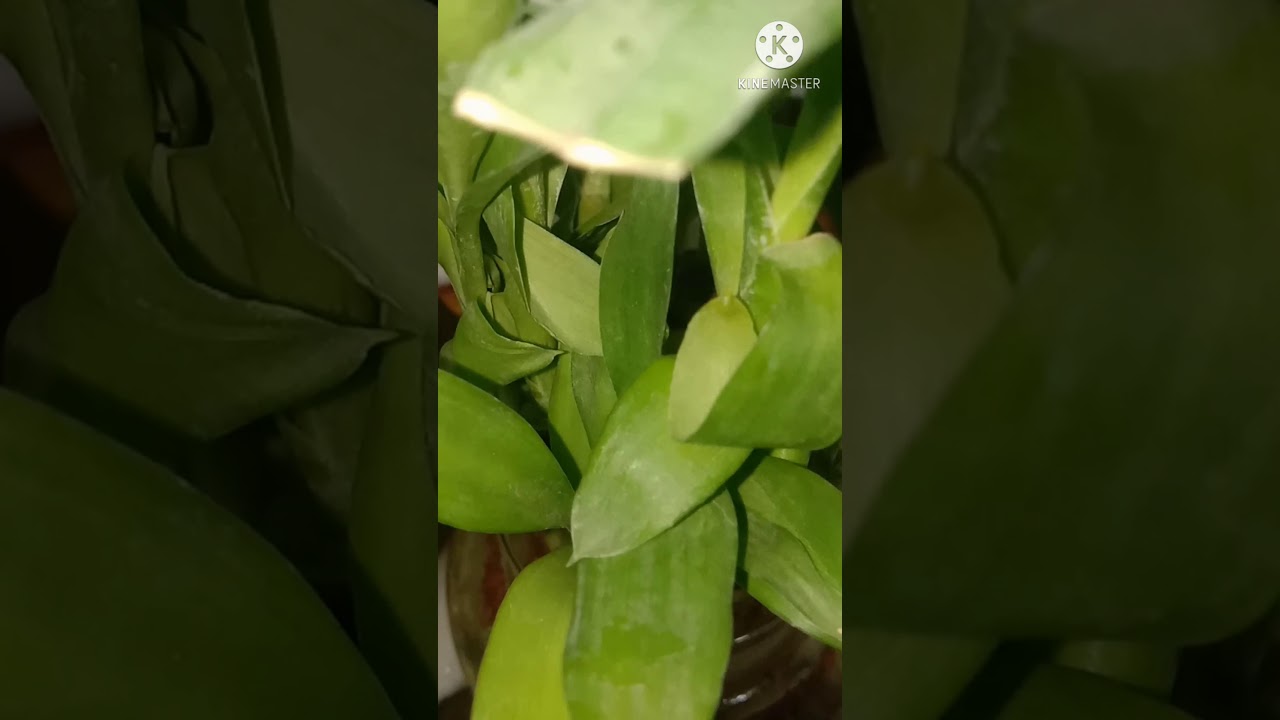 My Secret To Grow Healthy Lucky Bamboo /Water Bamboo Indoors And Propagate Easily - YouTube
