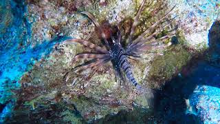 Lionfish Spotted While Diving at Cyclops Cave in Cyprus