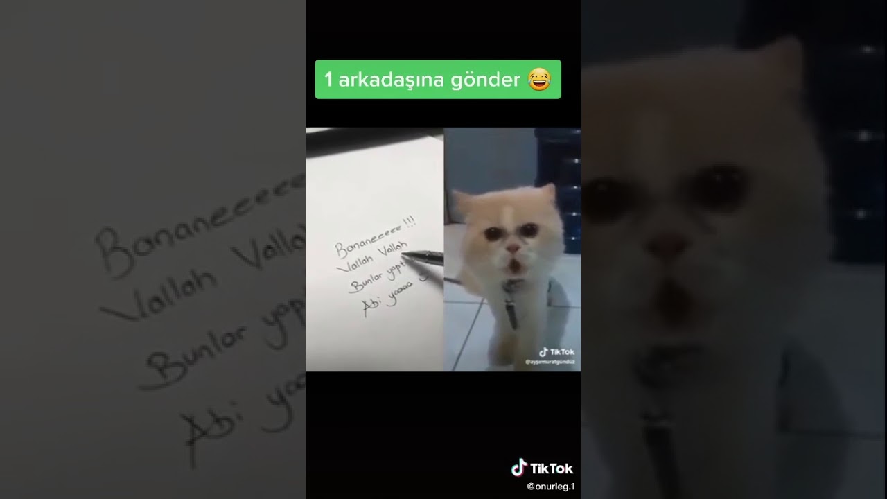 Konuşan kedi YouTube