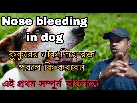 ভিডিও: কুকুরের আইতে রেটিনার রক্তপাত