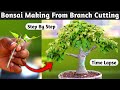 Bonsai Making From Branch Cutting