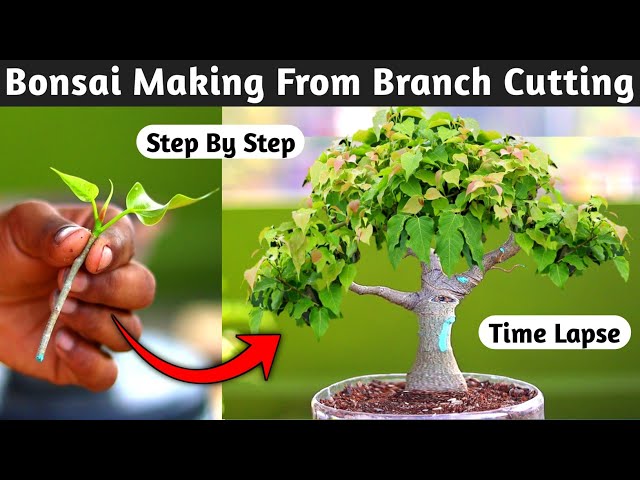 Bonsai Making From Branch Cutting class=