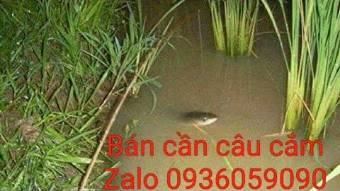 Bán cần câu cắm cá lóc bằng tre gai, bán cần câu cá lóc, zalo 0936059090, ship toàn quốc.