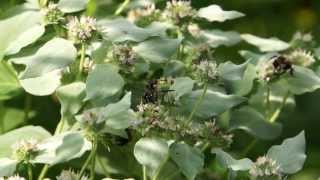 00042 Mating Flies