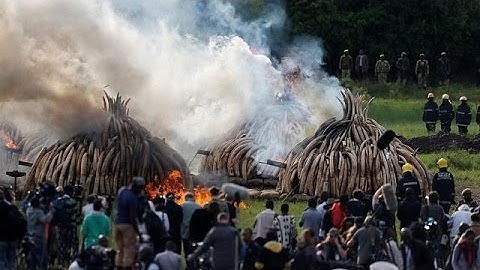 120 tonnes of ivory in flames in Kenya