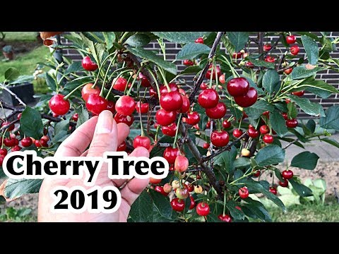 Cherry Tree Growing Cherries Dwarf  Cherry Trees "2019"