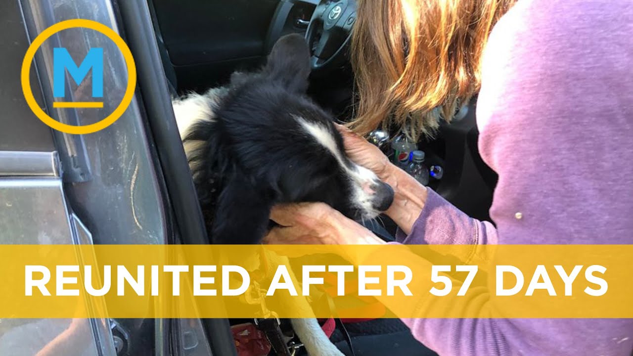 Watch this adorable dog being reunited with her owner after 57 days ...