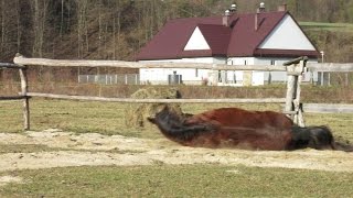 ⁣Horse Bloopers - Fails 2014/2015