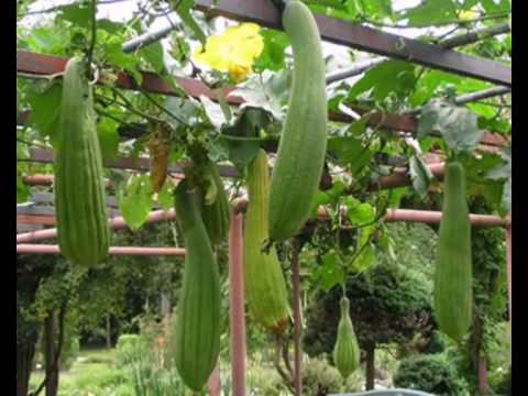 La luffa : la pianta delle spugne vegetali . 