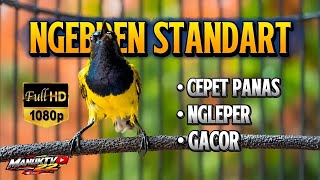 Sogon ngalas ngebren speed rapat | dongkrak lawan cepat panas naik emosi gacor ngleper