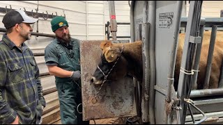 Our Dairy Cow Had to go the Vet! Jersey Pedicure! by Living Traditions Homestead 53,274 views 3 months ago 29 minutes