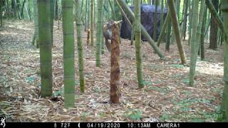 Squirrel at work destroying bamboo shoot