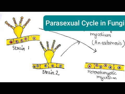 Parasexuality in Fungi  | Parasexual Cycle in Fungi