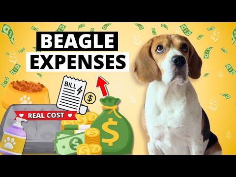 What I Spend On My Beagle Every Month (real Costs)