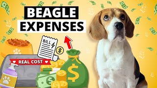 What I Spend on My Beagle Every Month (Real Costs)