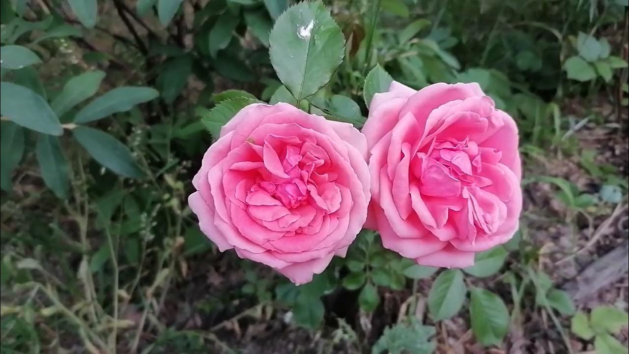 Роза флорибунда Кимоно - YouTube