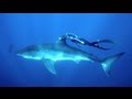 Gopro ocean ramsey and a great white shark