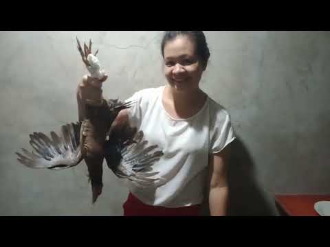 Slaughtering native chicken for dinner// No knife