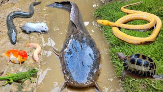 Mancing ikan lele besar dalam lubang ada ikan hias, ikan gabus, kura kura, kelomang, belut