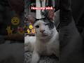 Howz my wink 😉 🐈 😻 #cat #funnycats #shortsfeed #shorts #trending