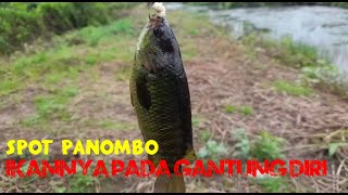 INFO SPOT PANOMBO LAGI MAIN GAESSS BETOK BOHAY NYA by Raja gentakkk 153 views 1 year ago 6 minutes, 18 seconds