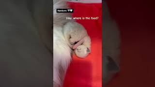 New porn kitten 😍 #cute #funny #kitten #shorts