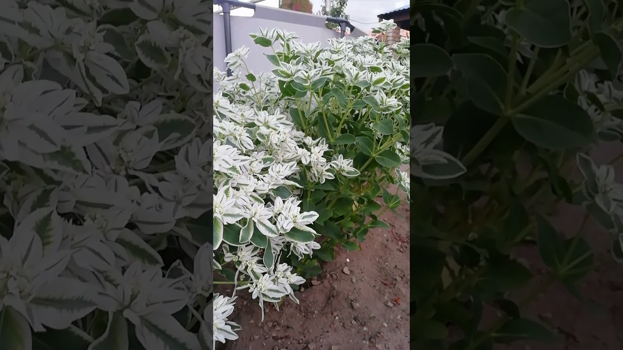 Молочай окаймлённый.