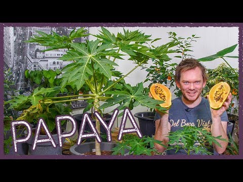 How to Grow Papaya Indoors