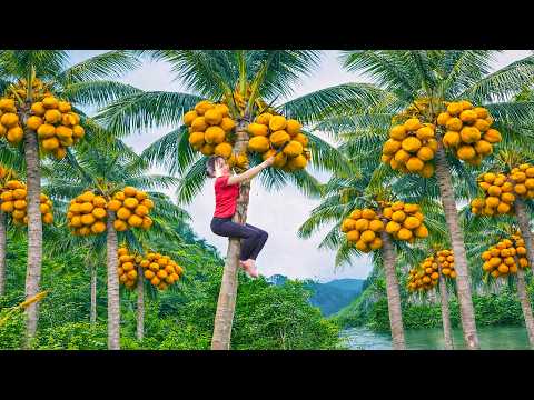 Cosechar De Cocos De Árboles Altos y Llevarlos Al Mercado Para Venderlos  - Cuidado De La Granja
