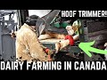 Hoof Trimmer On Canadian Dairy!