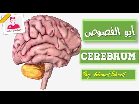 المخ || cerebrum