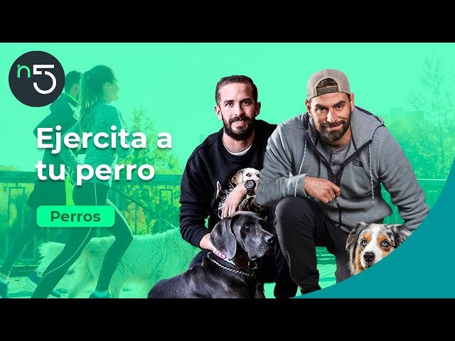 Ejercita a tu perro: Importancia y ejemplos | Perros En Cinco | En5.mx