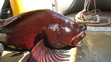Рыбалка в Авачинской бухте