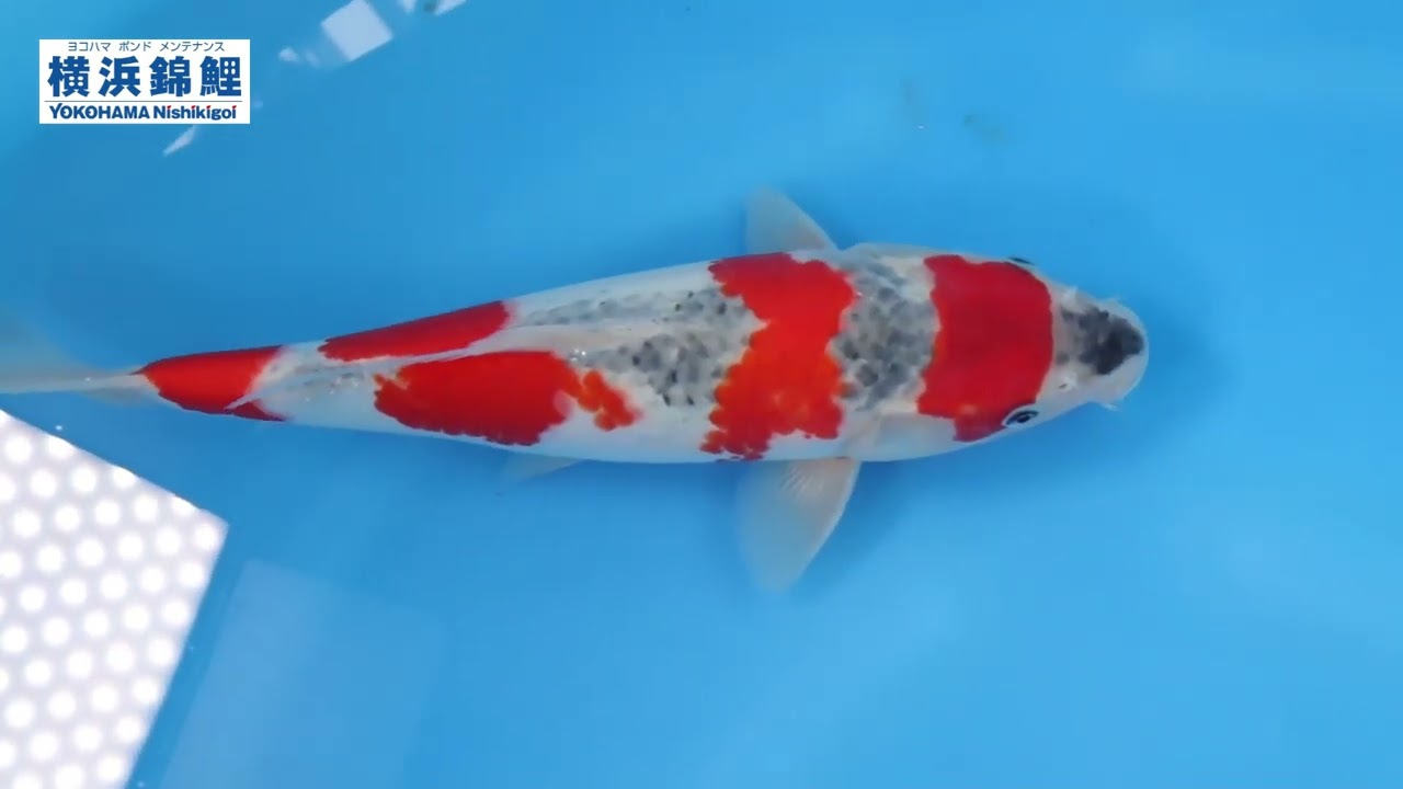 横見鯉　５cm～１０ｃｍ± Amazon | 【生体】お任せ！錦鯉Mix10匹 S 10cm～13cm前後 鯉 色鯉