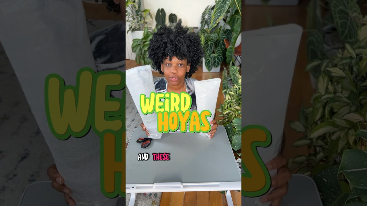 Hoya Unboxing from Canopy Plant Co - 