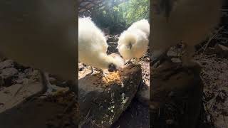 White Silkie 🖤 #animals #nature #birds #chicken #shorts