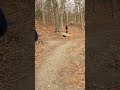 there it is! 🤣🤣 #jhoodydiscs #frisbeegame #frisbeegolf #nature #short