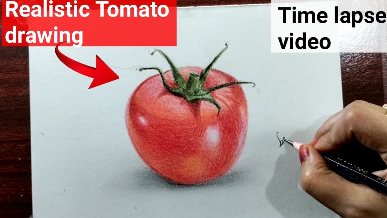 Tomatoes drawing in color pencils realistic tomato drawing YouTube