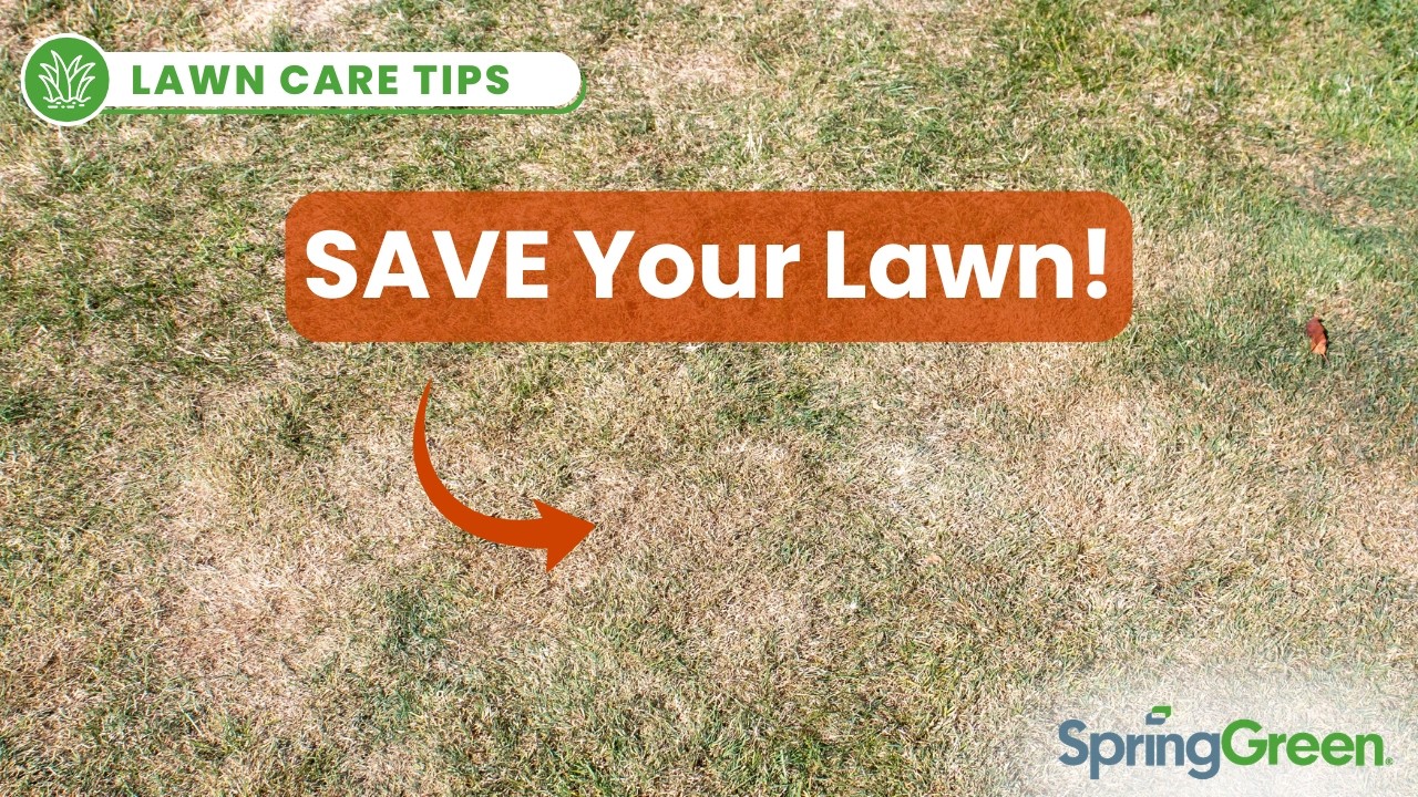 Lawn Care During a Drought | Warm Weather Lawn Advice - YouTube
