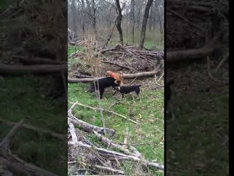 Video: Lovecký Pes Se Po Požití Dřevěného špízu Plně Zotaví