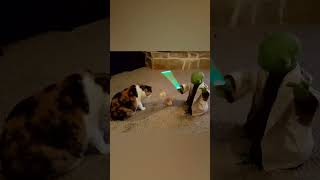 Cat Plays With Lightsaber Toy