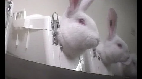Como são feitos os testes de cosméticos em animais?