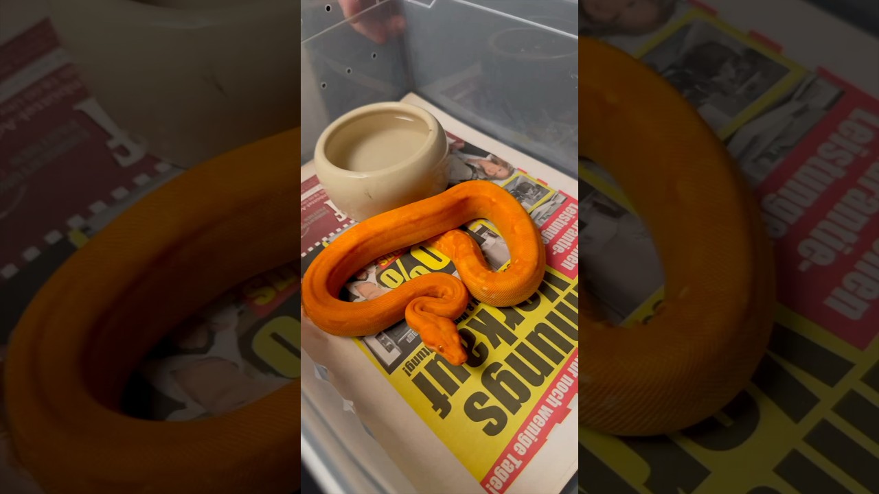 What makes a Sun Dragon❓